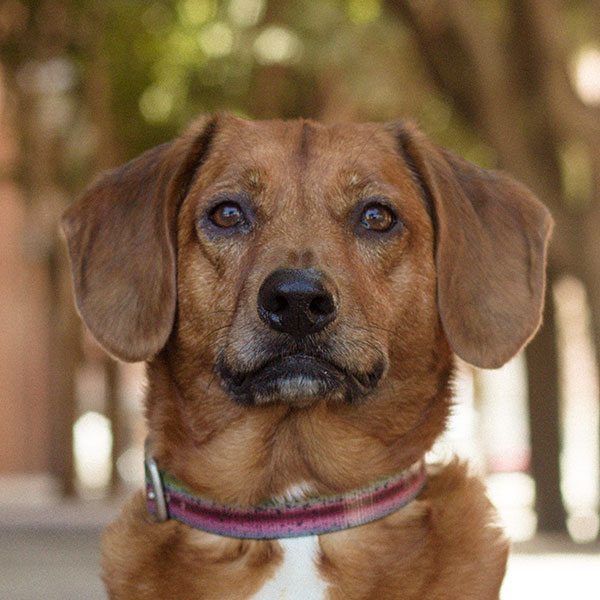 Odie
