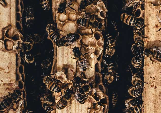 Brands Bee-Having Badly: Finding Hope Through Biomimicry in an Era of Corporate Misconduct
