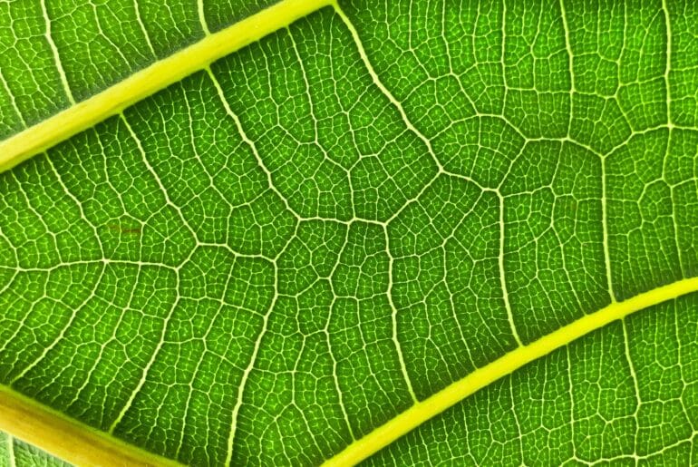 Fractal Patterns Because Nature Is Pretty Amazing Stok Fractal Patterns Because Nature Is Pretty Amazing Stok