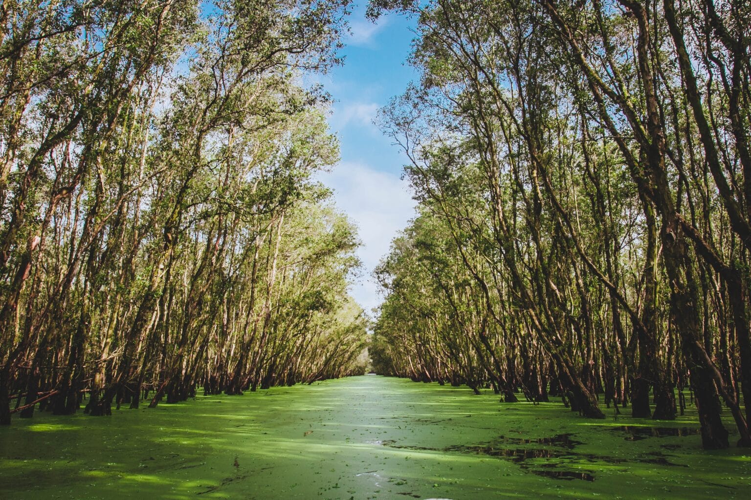 Beautiful mangroves