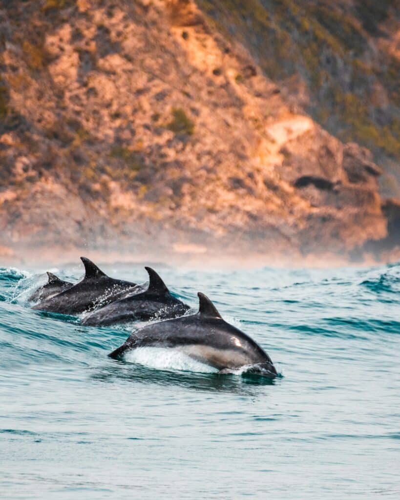 Three dolphins swim in a line near the surface of the ocean with a rocky coastline in the background.